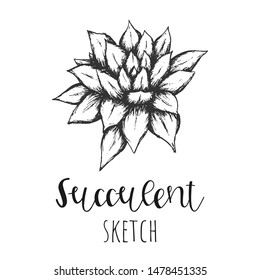 Succulent isolated hand drawn illustration, sketch succulent flower.