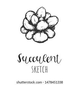 Succulent isolated hand drawn illustration, sketch succulent flower.