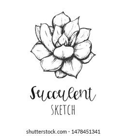 Succulent isolated hand drawn illustration, sketch succulent flower.