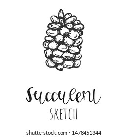 Succulent isolated hand drawn illustration, sketch succulent flower.