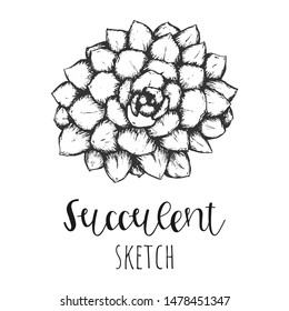 Succulent isolated hand drawn illustration, sketch succulent flower.