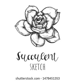 Succulent isolated hand drawn illustration, sketch succulent flower.