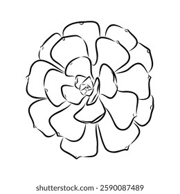 Succulent isolated hand drawn illustration, sketch succulent flower.