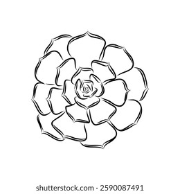 Succulent isolated hand drawn illustration, sketch succulent flower.