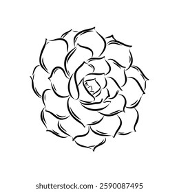 Succulent isolated hand drawn illustration, sketch succulent flower.