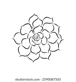 Succulent isolated hand drawn illustration, sketch succulent flower.