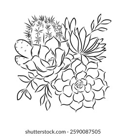 Succulent isolated hand drawn illustration, sketch succulent flower.