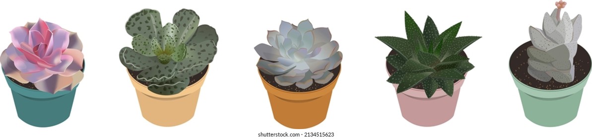 Succulent isolated vector illustration set for decor