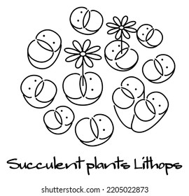 Succulent Lithops in bloom. Character Illustration. Vector.