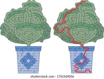 Succulent maze for kids with a solution