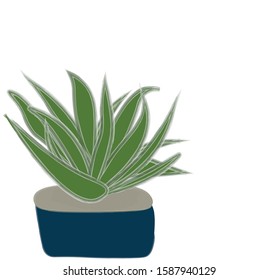 succulent on a white background. flower in a blue pot in the corner of the page. For the design of the site, notebooks, a children's album for drawing, an invitation to a birthday. summer, spring.
