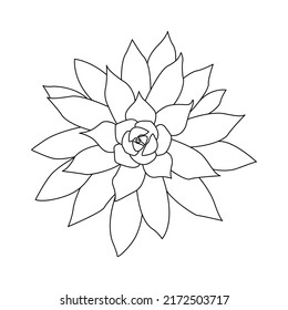 Succulent Outline Doodle. Graphics Sketch Home Desert Flower. Vector Illustration, White Background.