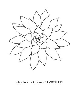 Succulent Outline Doodle. Graphics Sketch Home Desert Flower. Vector Illustration, White Background.