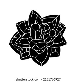 Succulent Pachyphytum in simple style, vector illustration. Desert flower for print and design. Silhouette mexican plant, graphic isolated element on a white background. Houseplant for decor interior