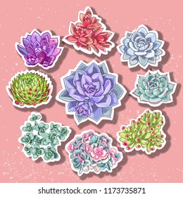 Succulent patch illustration. Floral stickers. Vector decorative wreath.