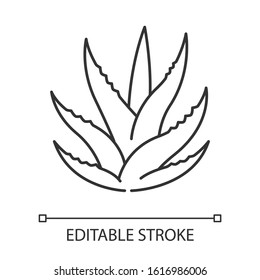 Succulent pixel perfect linear icon. Aloe vera sprouts. Cactus leafs. Growing medicinal herb. Thin line customizable illustration. Contour symbol. Vector isolated outline drawing. Editable stroke