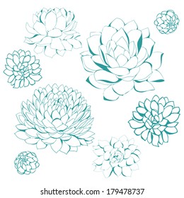 Succulent plant
