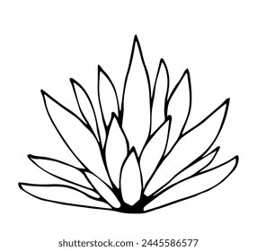 Succulent plant, agave, aloe vera. Thick leaves. Vegetation and nature. Simple vector drawing with black outline. Sketch in ink.