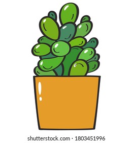 Succulent plant Crassula ovata Money tree in yellow pot vector illustration