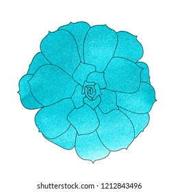 Succulent plant (echeveria), watercolor top view. Hand drawn vector illustration. 
