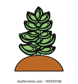 succulent plant icon