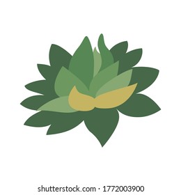 Succulent plant. Indoor plants icon, logo. Botanical, tropical design. Skin care, beauty, house plants, succulent, gardening, medical herb, organic and spa concepts. Flat. Vector stock illustration.