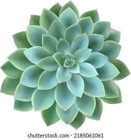 Succulent plant isolated. Close up of a teal cactus. Succulent bloom. Background for invitation of greeting card template, cover, web design
