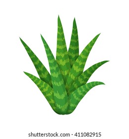 Succulent plant. Isolated succulent on white background. Hand painted garden illustration. Vector floral element.