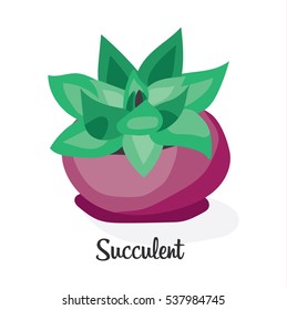 Succulent plant in pot . Flat vector illustration on white background. Decorative home plant with large green leaves.
