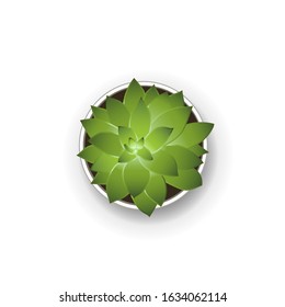 Succulent plant in pot. Houseplant vector graphic illustration. 