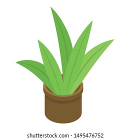 Succulent plant pot icon. Isometric of succulent plant pot vector icon for web design isolated on white background