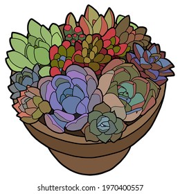 A succulent plant in a pot. Indoor plant. 
