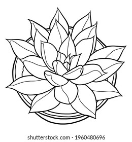 A succulent plant in a pot. Indoor plant. Coloring page. Black outline. 