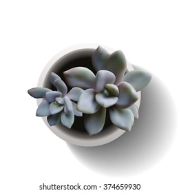 Succulent plant in the pot. Vector illustration isolated on the white background. EPS10