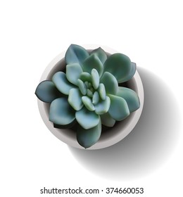 Succulent plant in the pot. Vector illustration isolated on the white background. EPS10