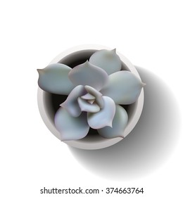 Succulent plant in the pot. Vector illustration isolated on the white background. EPS10