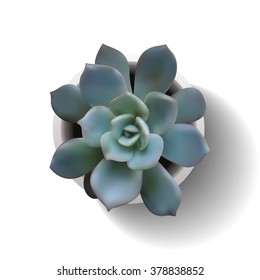 Succulent plant in the pot. Vector illustration isolated on the white background. EPS10