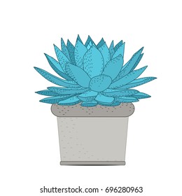 Succulent plant in rustic pot. Green blue turquoise fleshy thick leaves. Stem with small grey flowers bloom blossom. Water storage tissue. Isolated on white background. Vector design illustration.