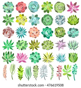 Succulent plant set isolated on white background. Vector illustration