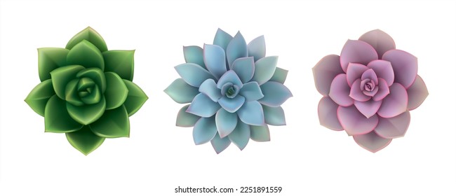 Succulent plant set. Vector illustration isolated for all backgrounds