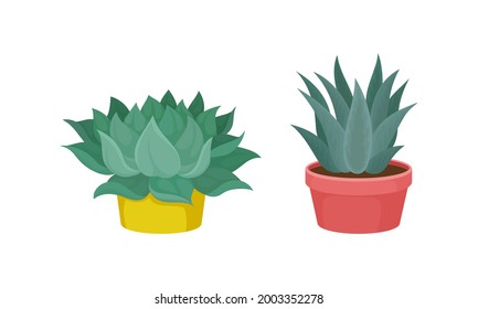 Succulent Plant with Thickened Fleshy Leaves Rested in Flowerpot Vector Set.