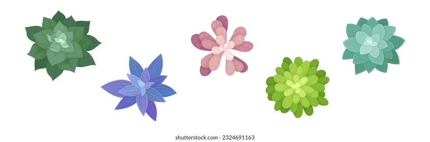 Succulent Plant with Thickened Fleshy Leaves Above View Vector Set