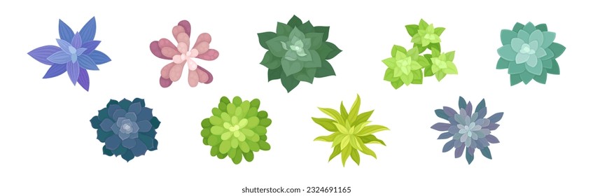 Succulent Plant with Thickened Fleshy Leaves Above View Vector Set