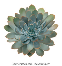 Succulent Plant Top View Isolated Detailed Hand Drawn Painting Illustration