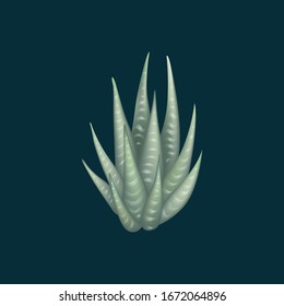 Ilustración del vector de plantas suculentas aislada del fondo