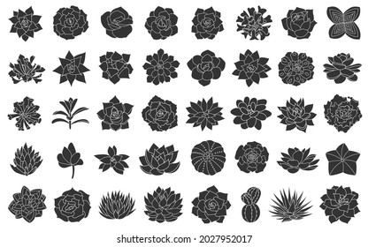 Suculenta ilustración de vectores de planta, establecida a partir de silueta de eceveria. Flor del desierto dibujada sobre un fondo blanco. Diseño gráfico de estilo sencillo, suculentos negros, cactus, agave, aloe, equeveria. 