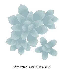 Succulent plant. The view from the top. Isolated on a white background. Vector illustration.