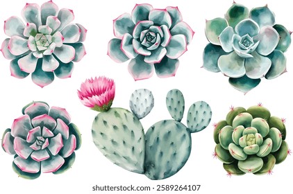 Succulent Plant watercolor illustrations isolated on white background