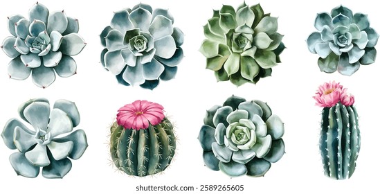 Succulent Plant watercolor illustrations isolated on white background