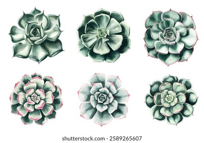 Succulent Plant watercolor illustrations isolated on white background